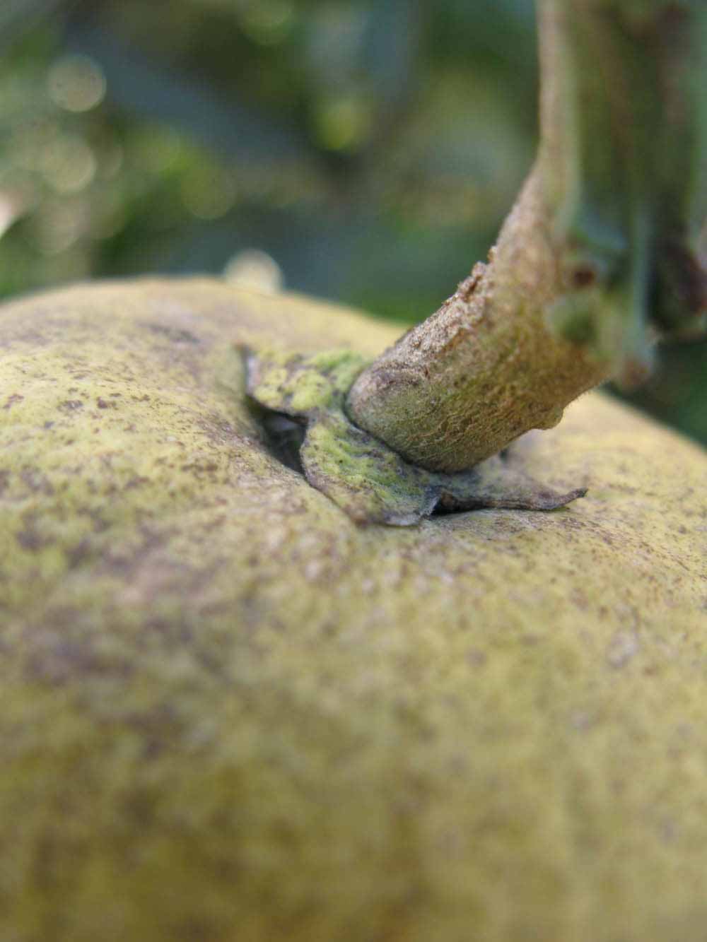            Fruit (Winter Haven, FL)   